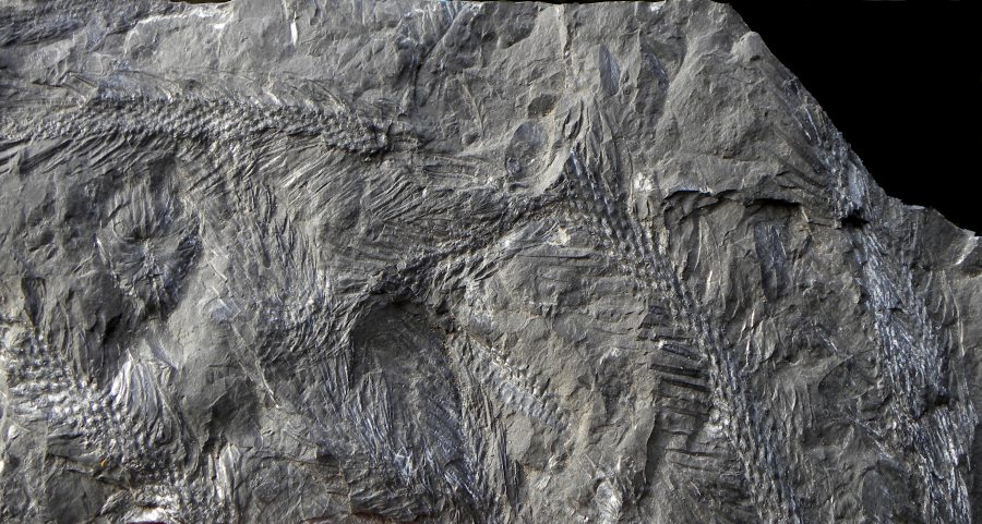 Lepidodendron lycopodioides
